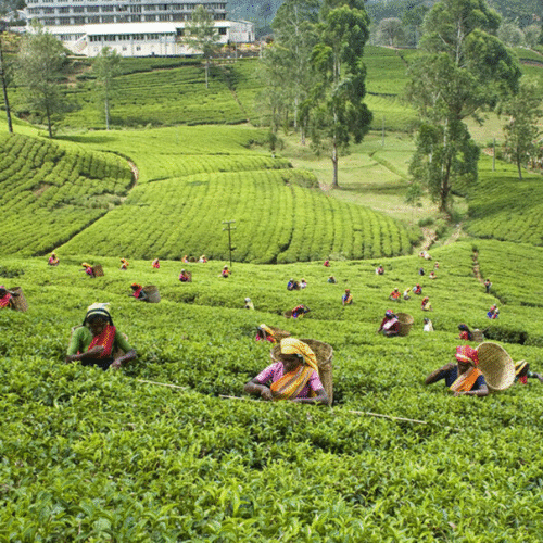 Dilmah Tea