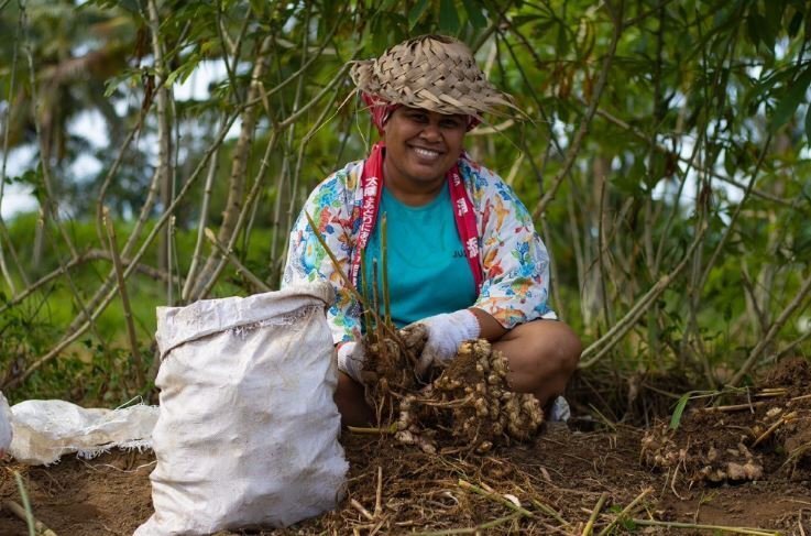 Susana_Harvesting_Ginger_at_Ranadi_Organics