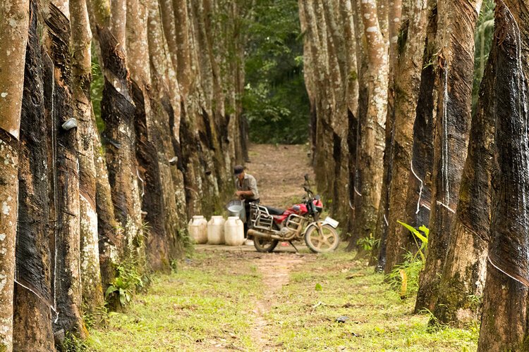 natural_rubber_1200x800