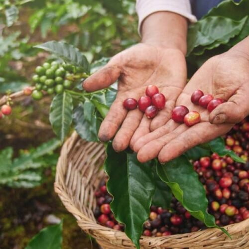 Generosity Coffee
