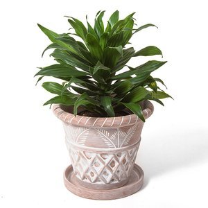 trade+aid+planter